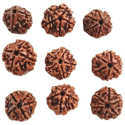 Rudraksha